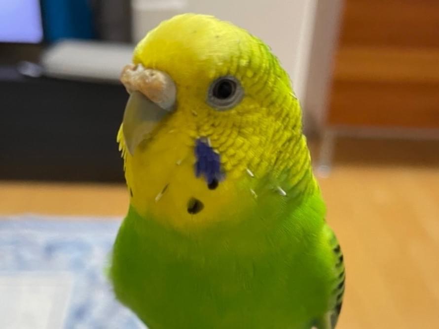 ぺぺちゃん ぺぺちゃん