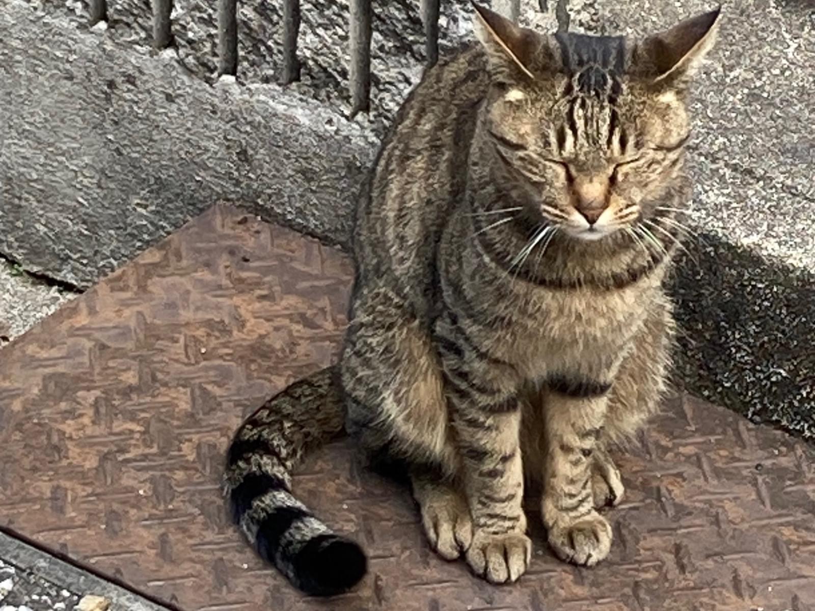 保護された猫 保護された猫