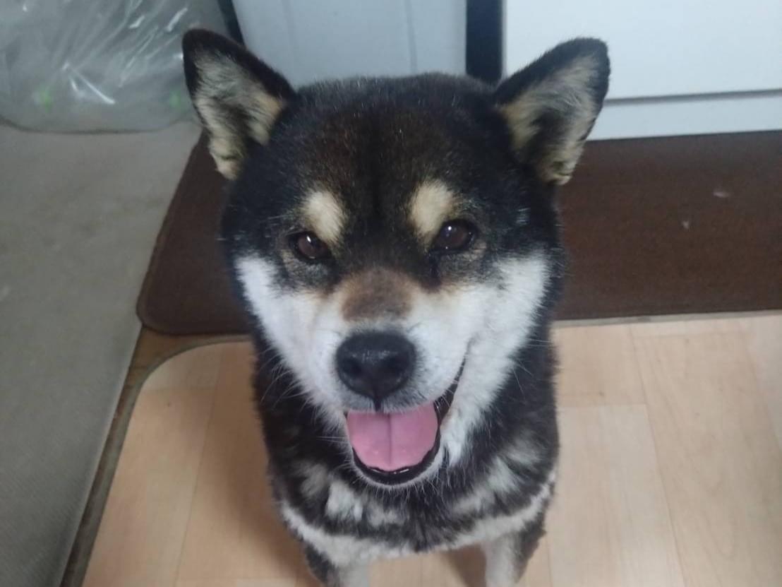 ココアちゃん ココアちゃん