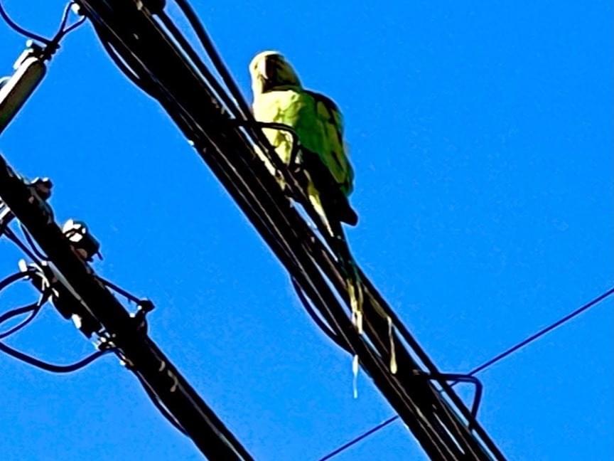 目撃された鳥 目撃された鳥
