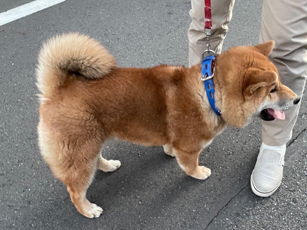 保護された犬 保護された犬