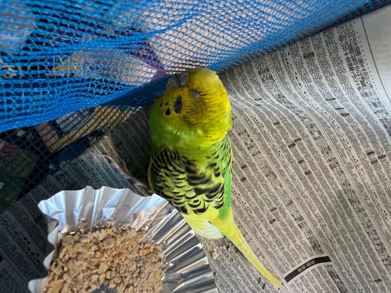 保護された鳥 保護された鳥