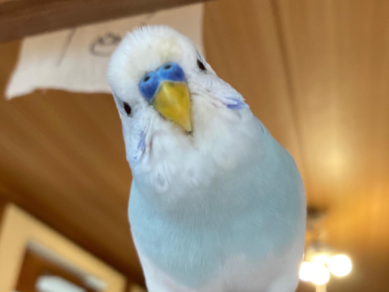 まめちゃん まめちゃん