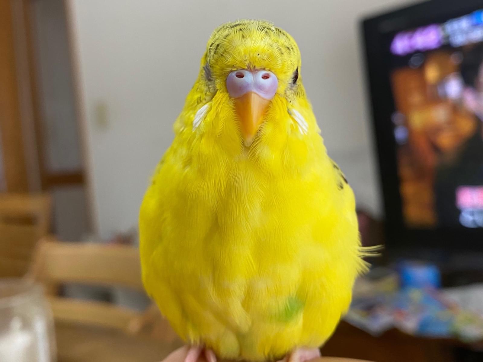 きーちゃん きーちゃん