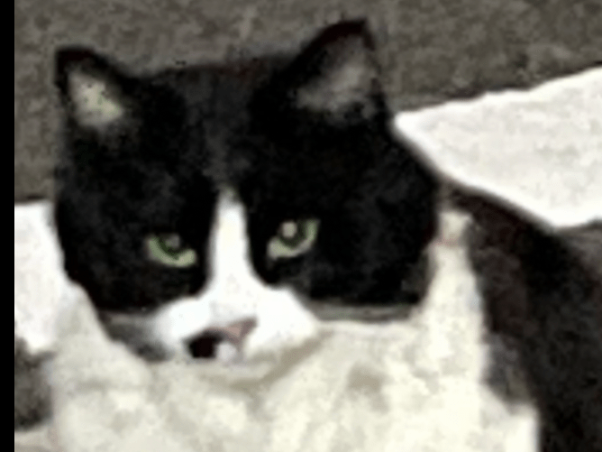 目撃された猫 目撃された猫