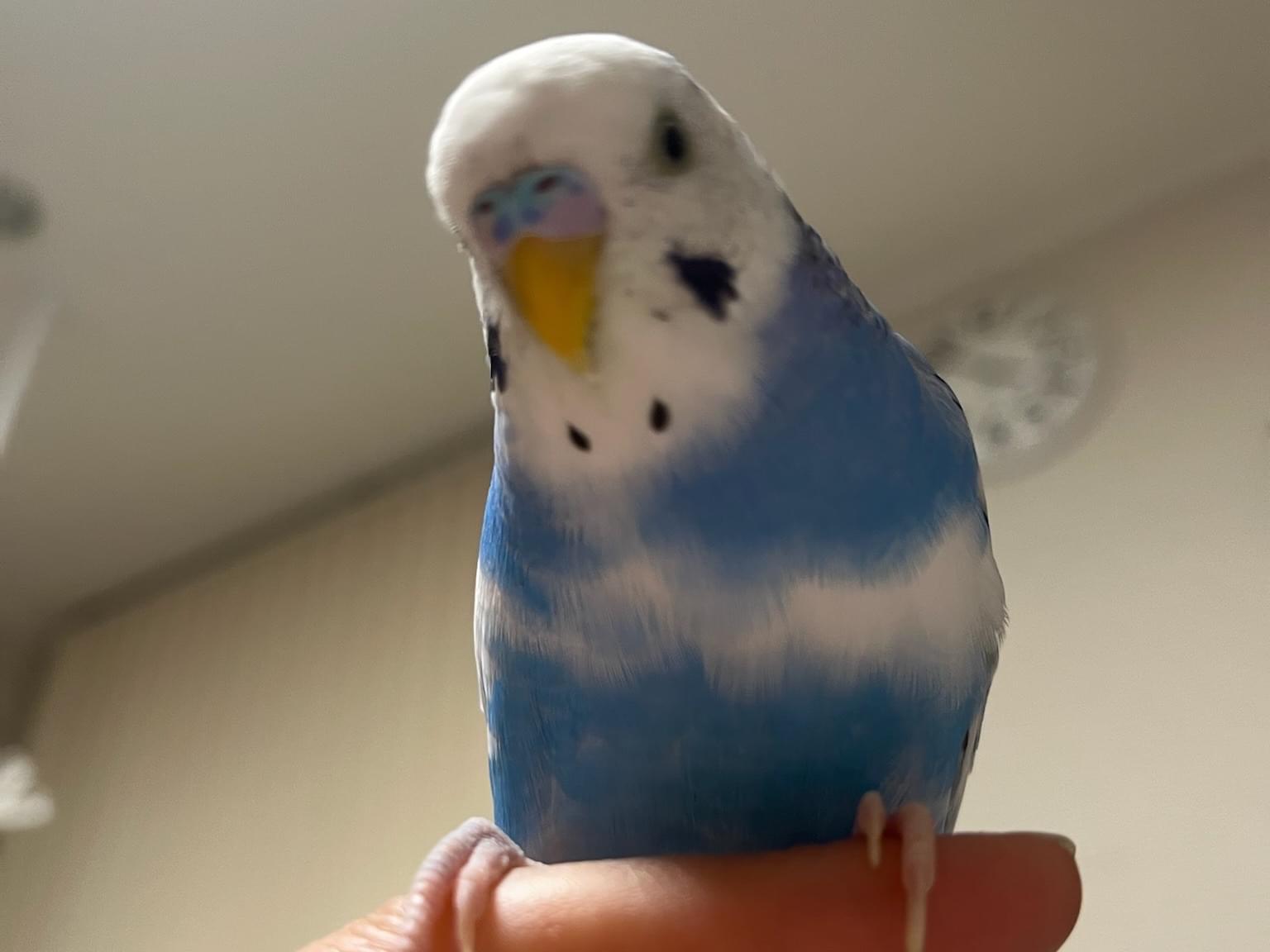 そらちゃん そらちゃん