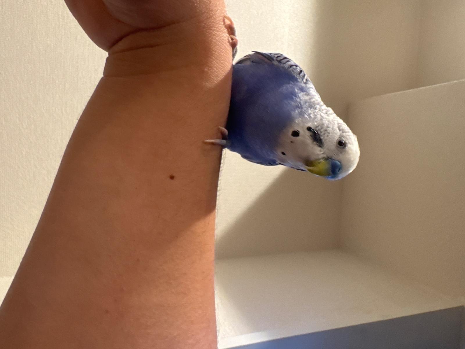 保護された鳥 保護された鳥