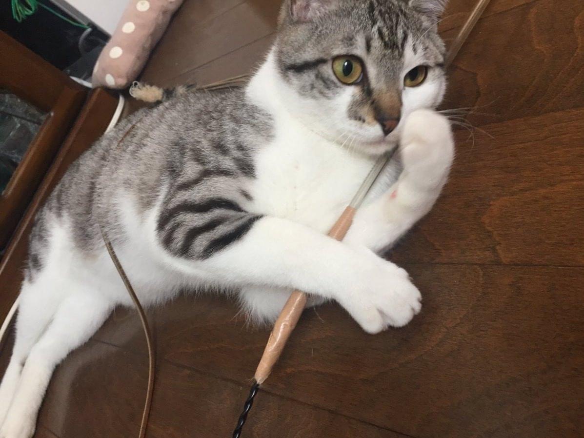 アンディちゃん アンディちゃん