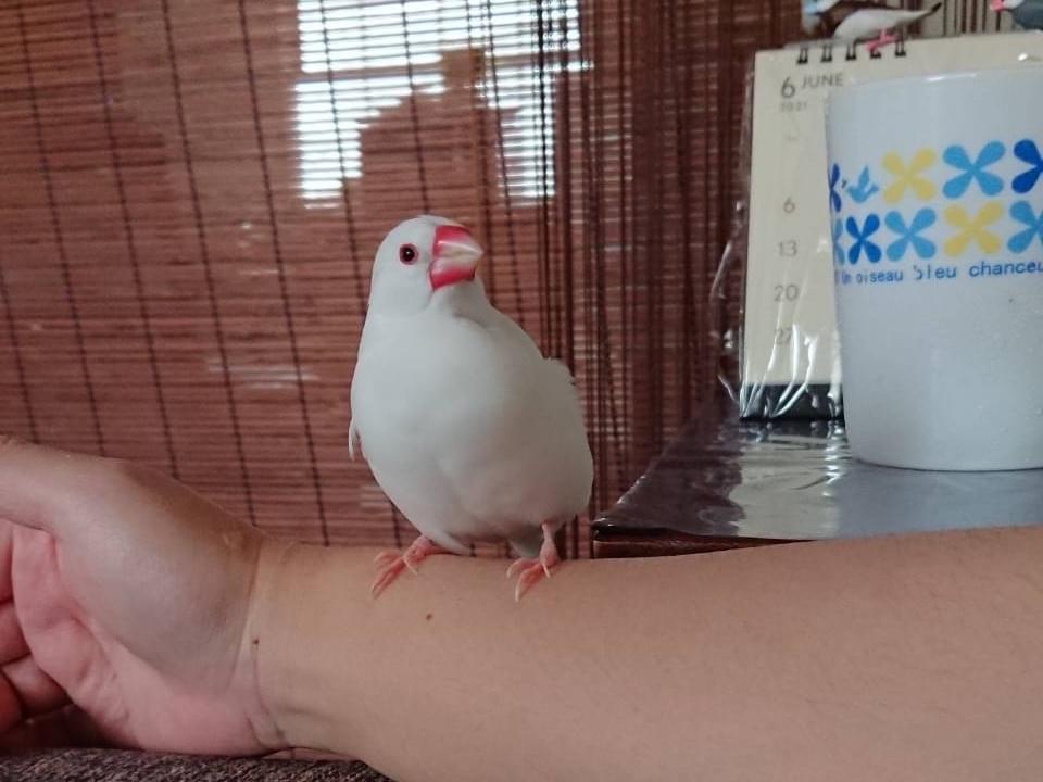 リンちゃん リンちゃん