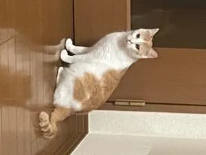 左耳桜カットの茶白メス猫を探してます