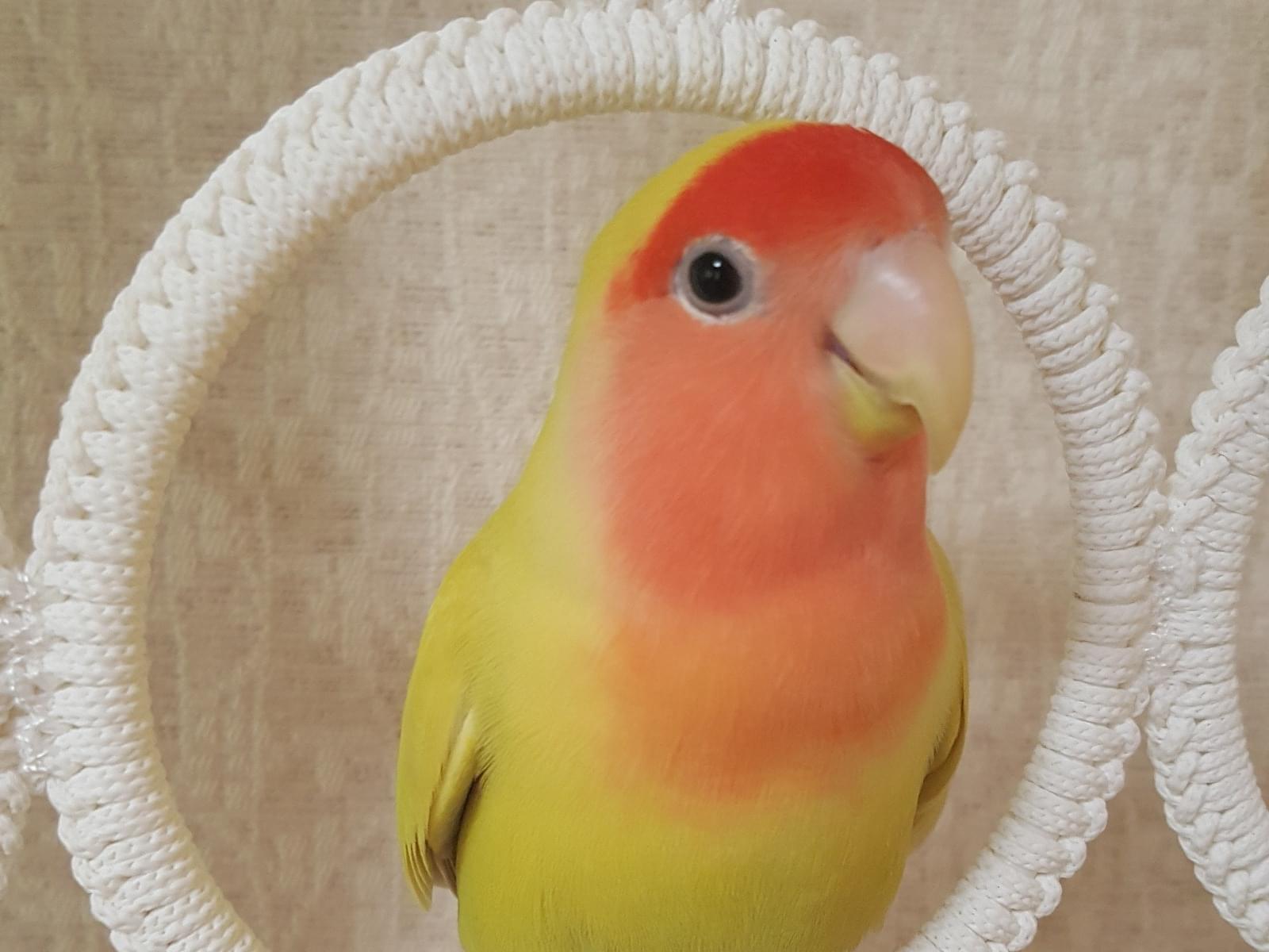 わかばちゃん わかばちゃん