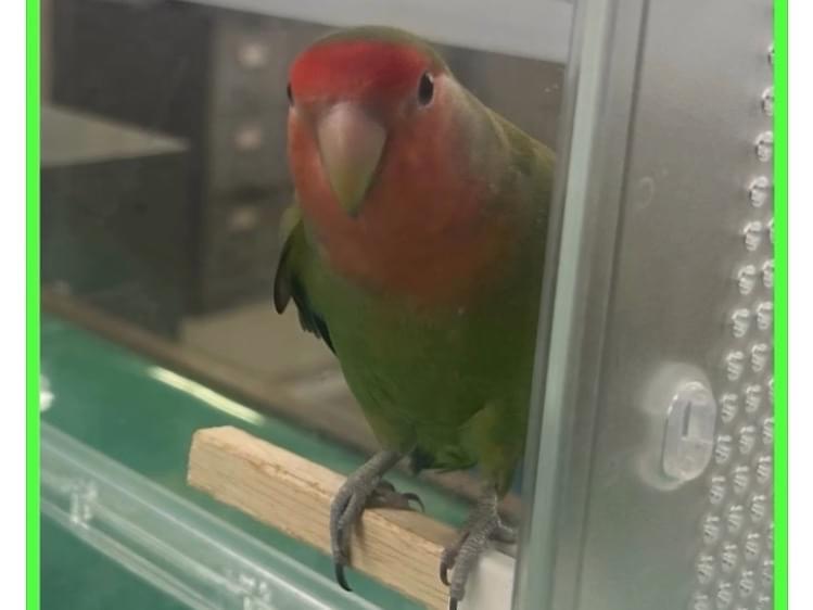 保護された鳥 保護された鳥
