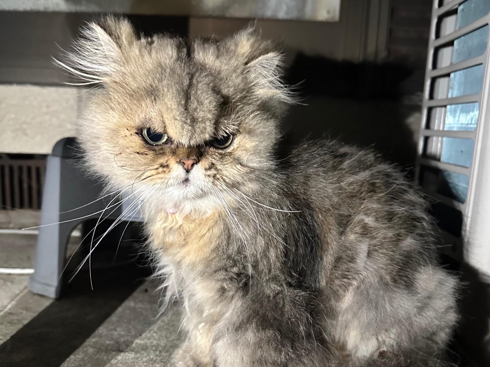 目撃された猫 目撃された猫