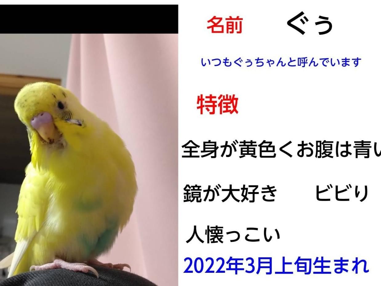 ぐぅちゃん ぐぅちゃん