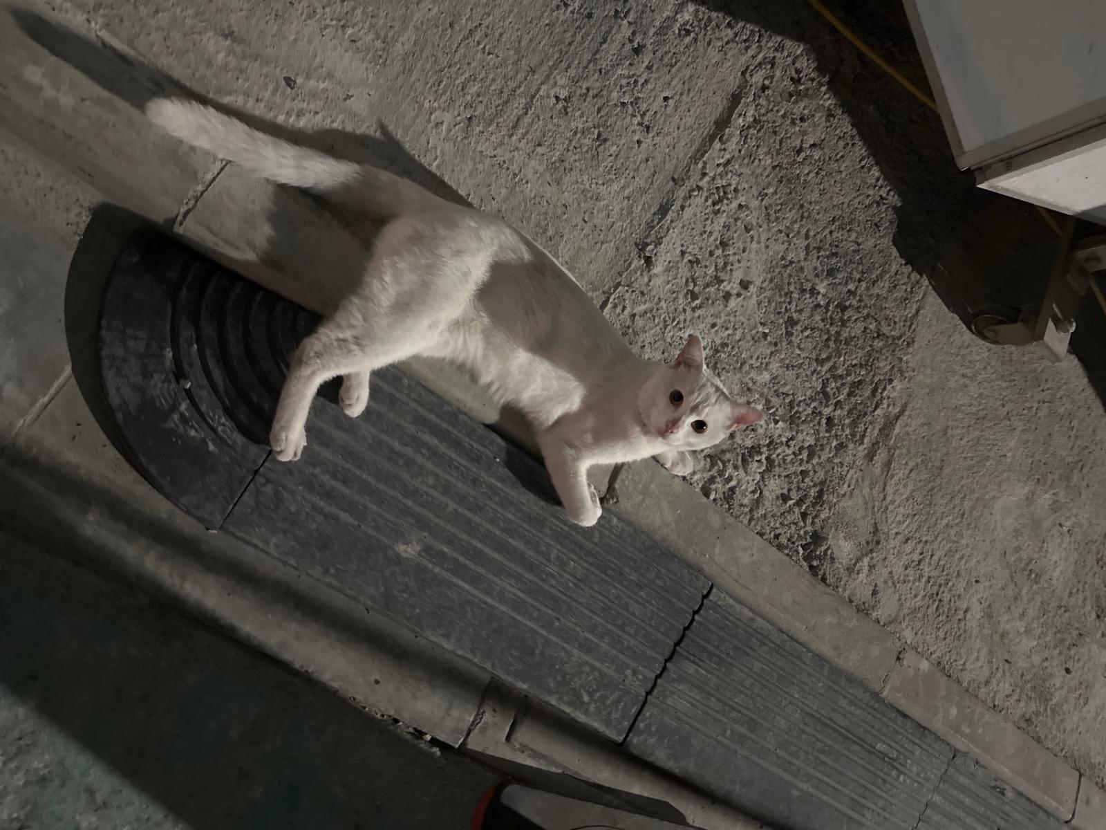 目撃された猫 目撃された猫