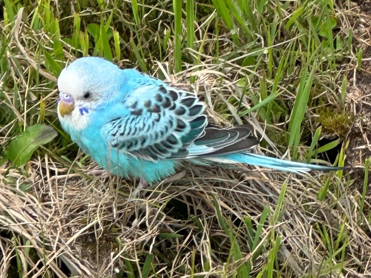 目撃された鳥