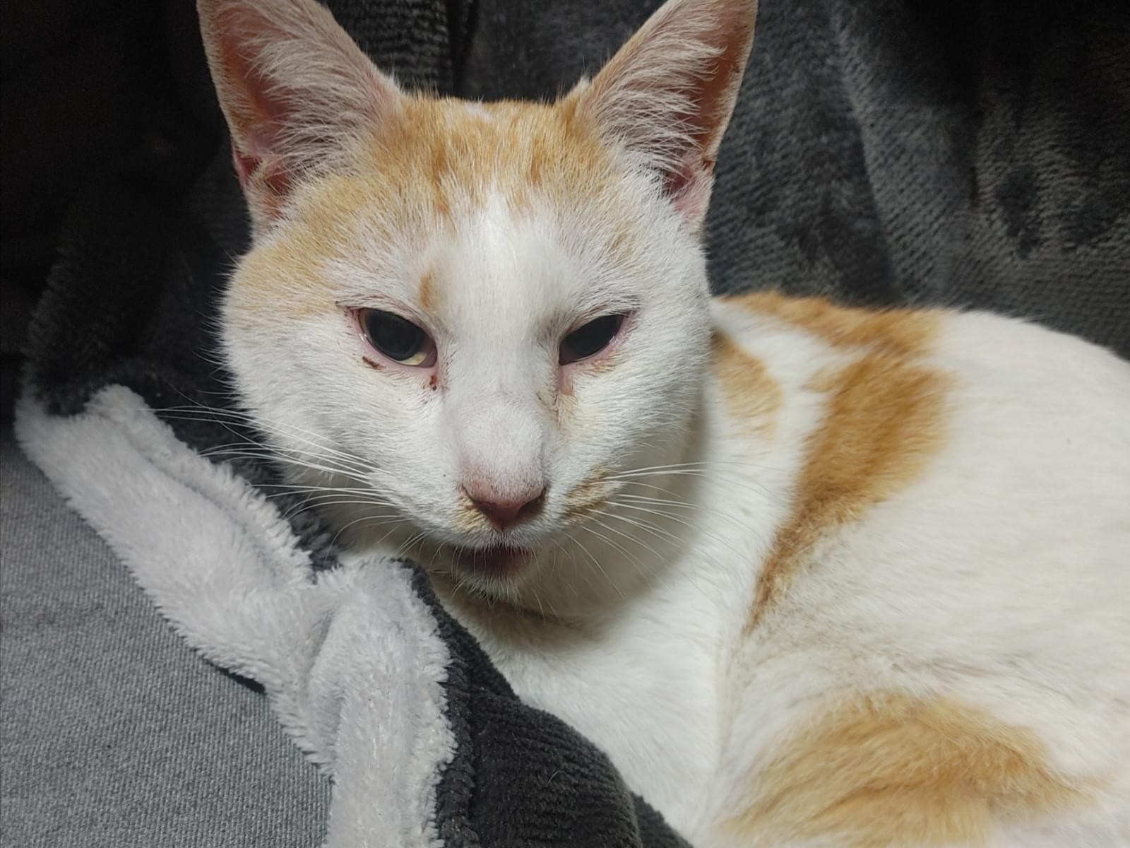 保護された猫 保護された猫