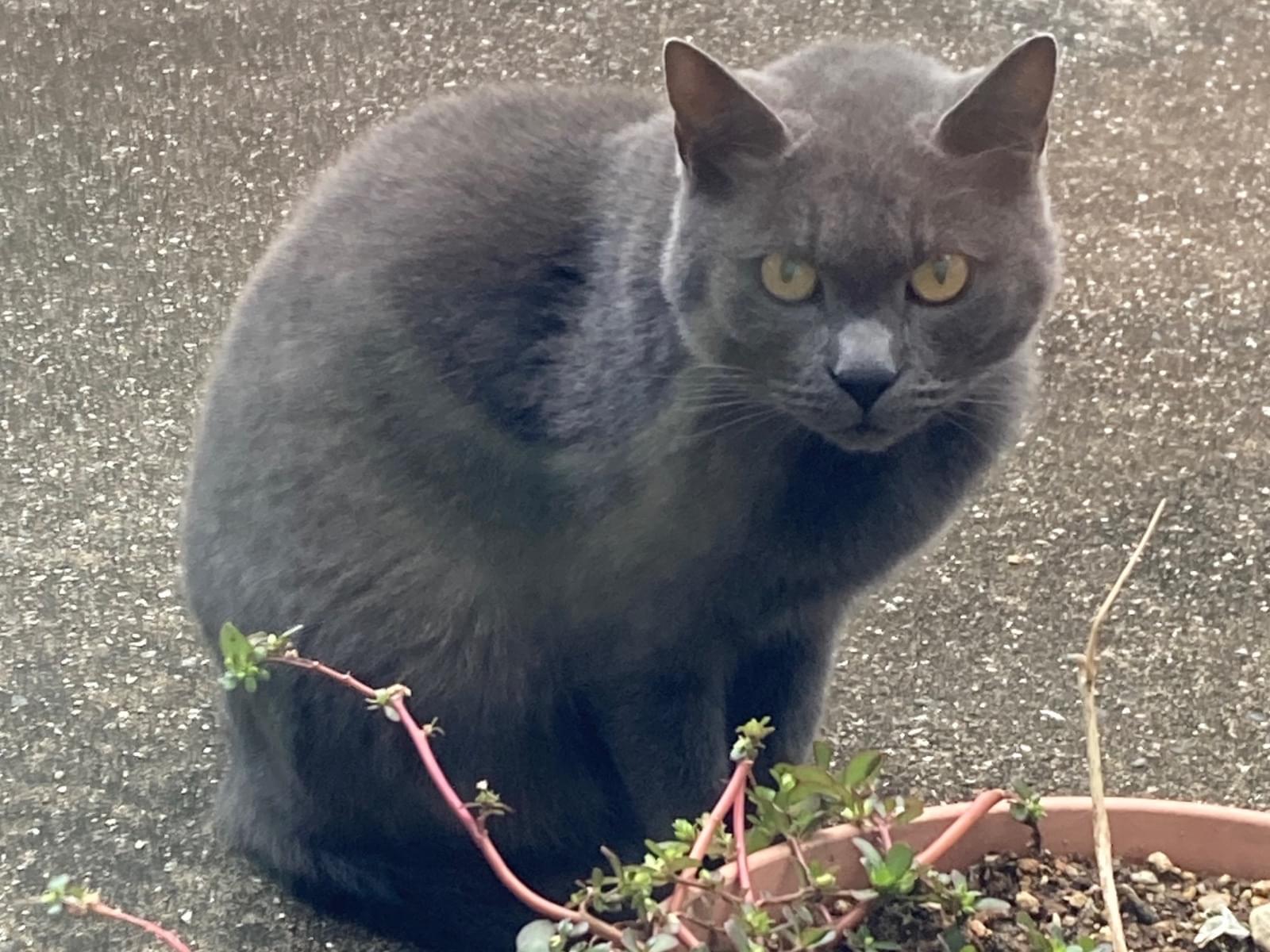 目撃された猫 目撃された猫