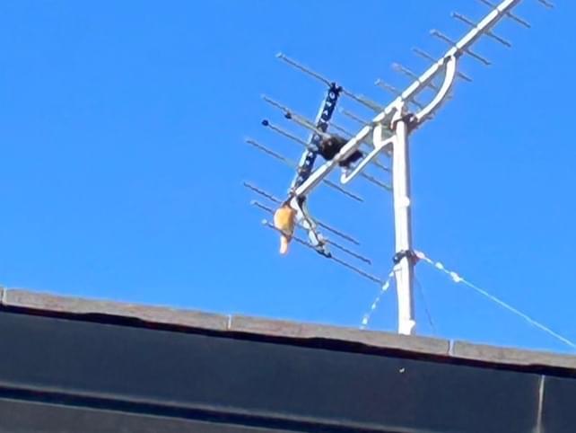 目撃された鳥 目撃された鳥