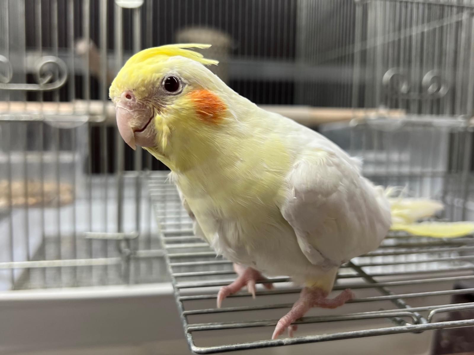 ゴンちゃん ゴンちゃん