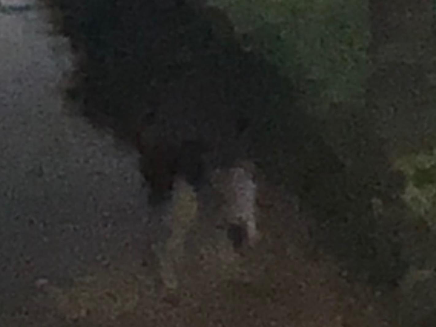目撃された犬 目撃された犬