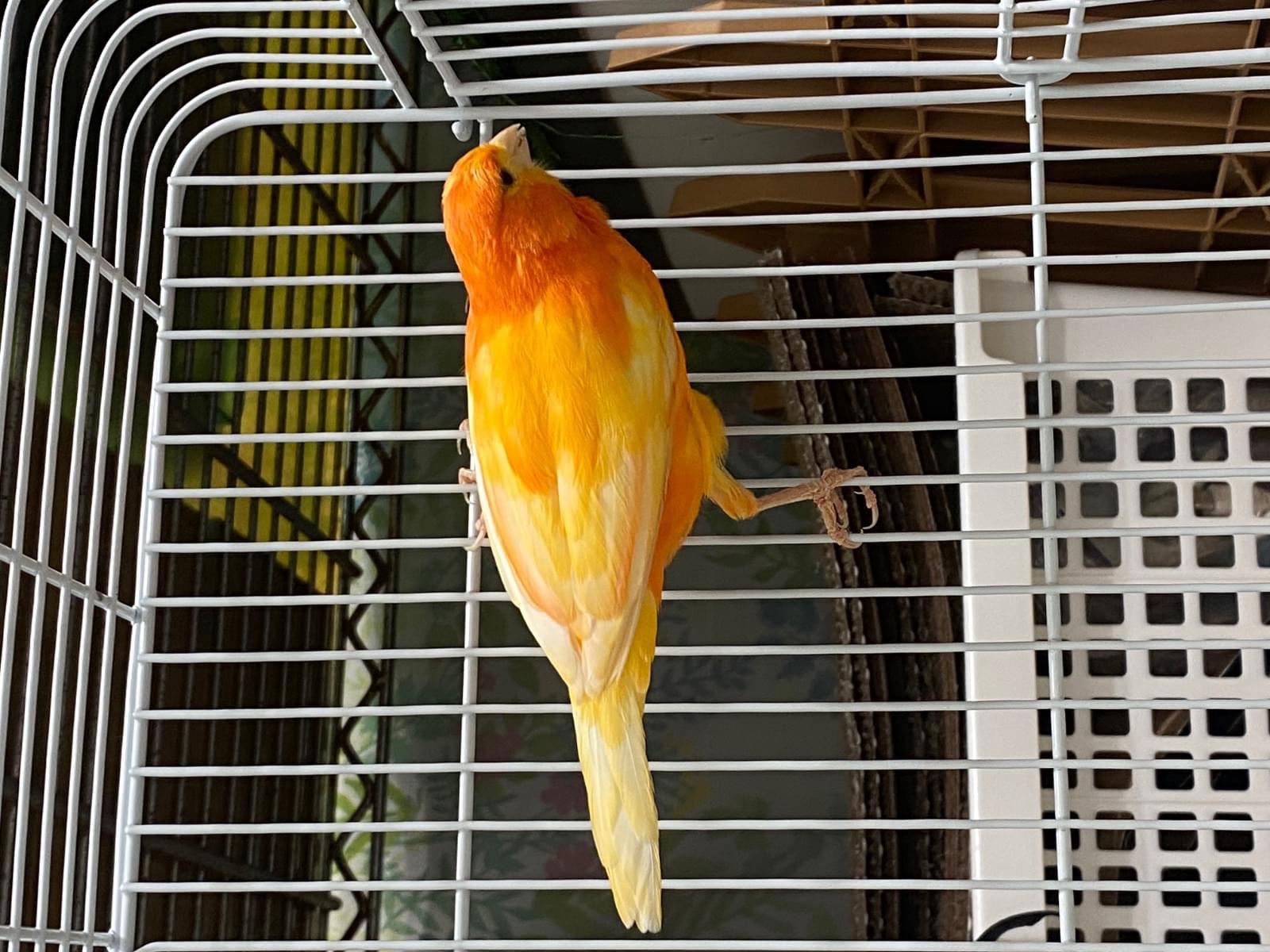 保護された鳥 保護された鳥