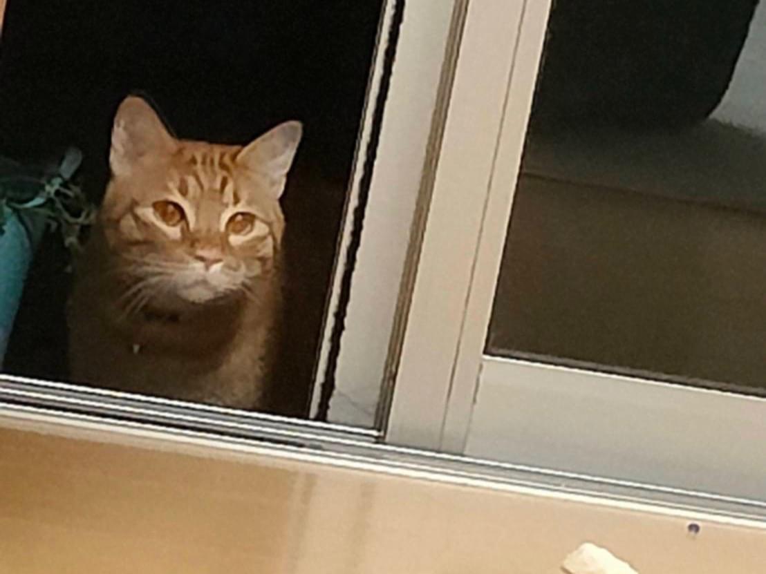 目撃された猫 目撃された猫