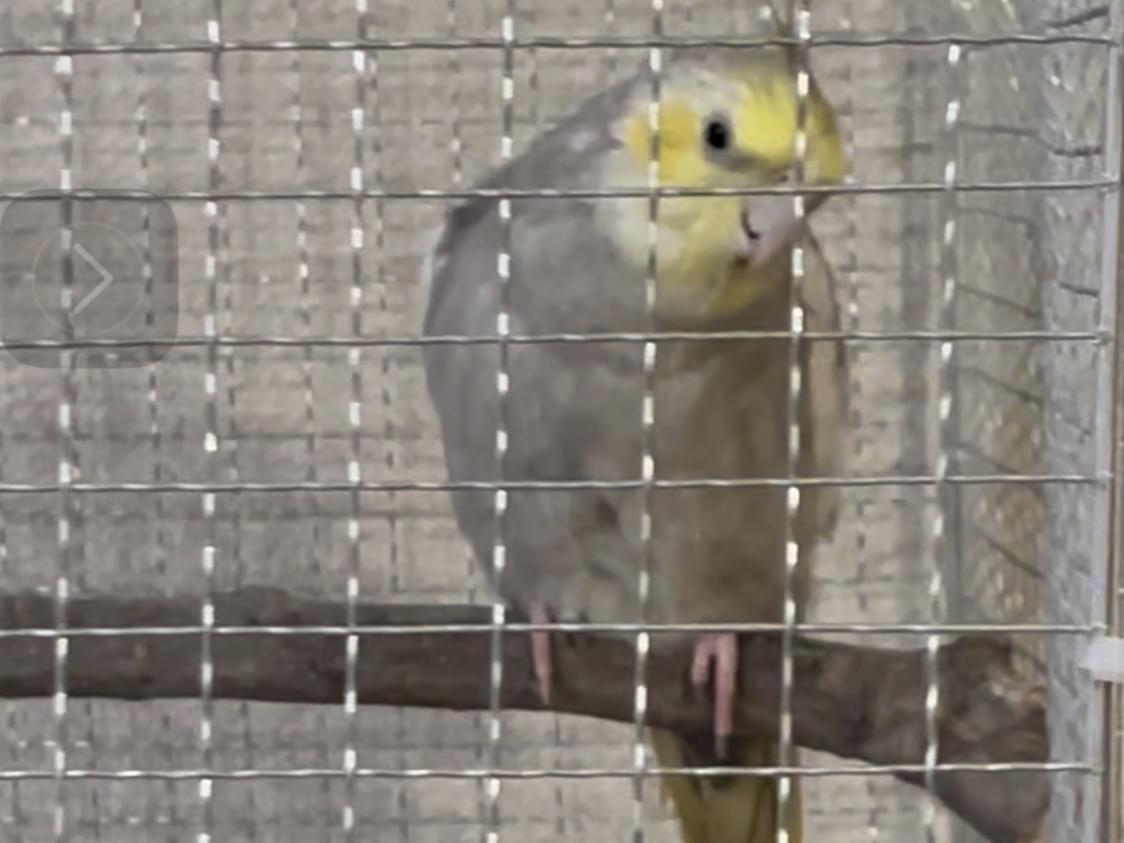 ねーちゃん ねーちゃん