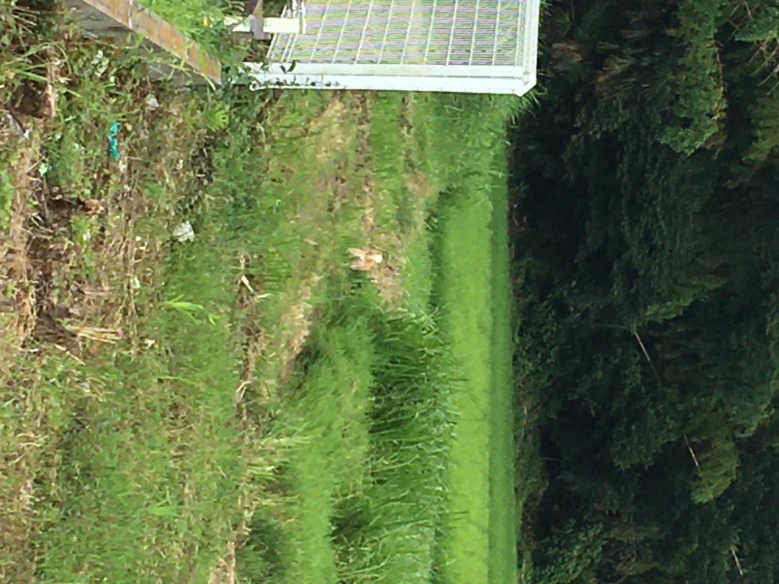 目撃された犬 目撃された犬