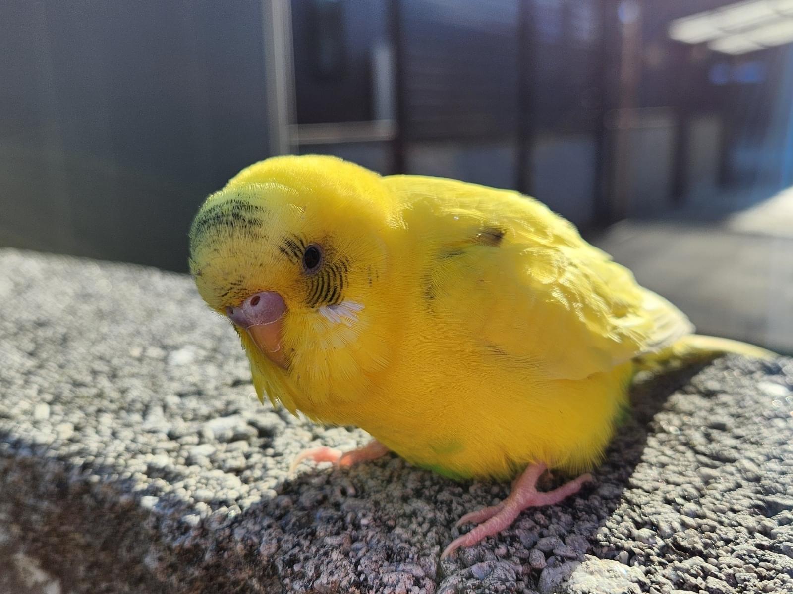 目撃された鳥 目撃された鳥