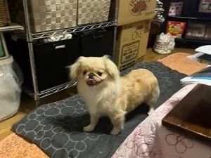 クリーム色のペキニーズを探しています