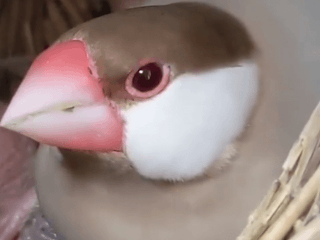 ゆめちゃん ゆめちゃん