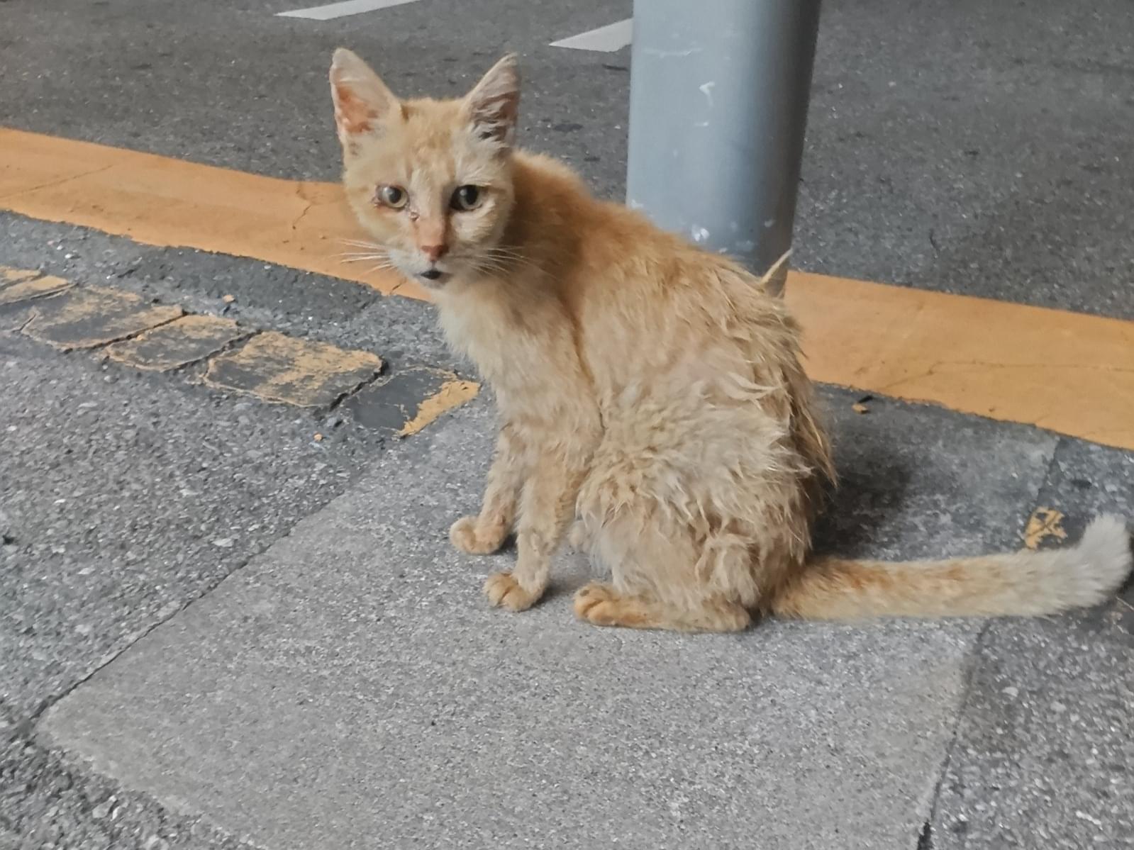 目撃された猫 目撃された猫