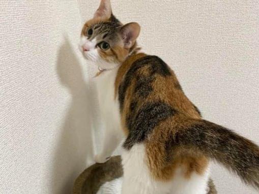 チェリーちゃん チェリーちゃん