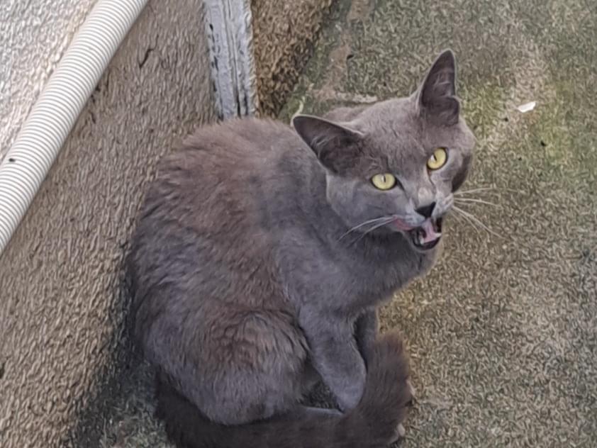 目撃された猫 目撃された猫
