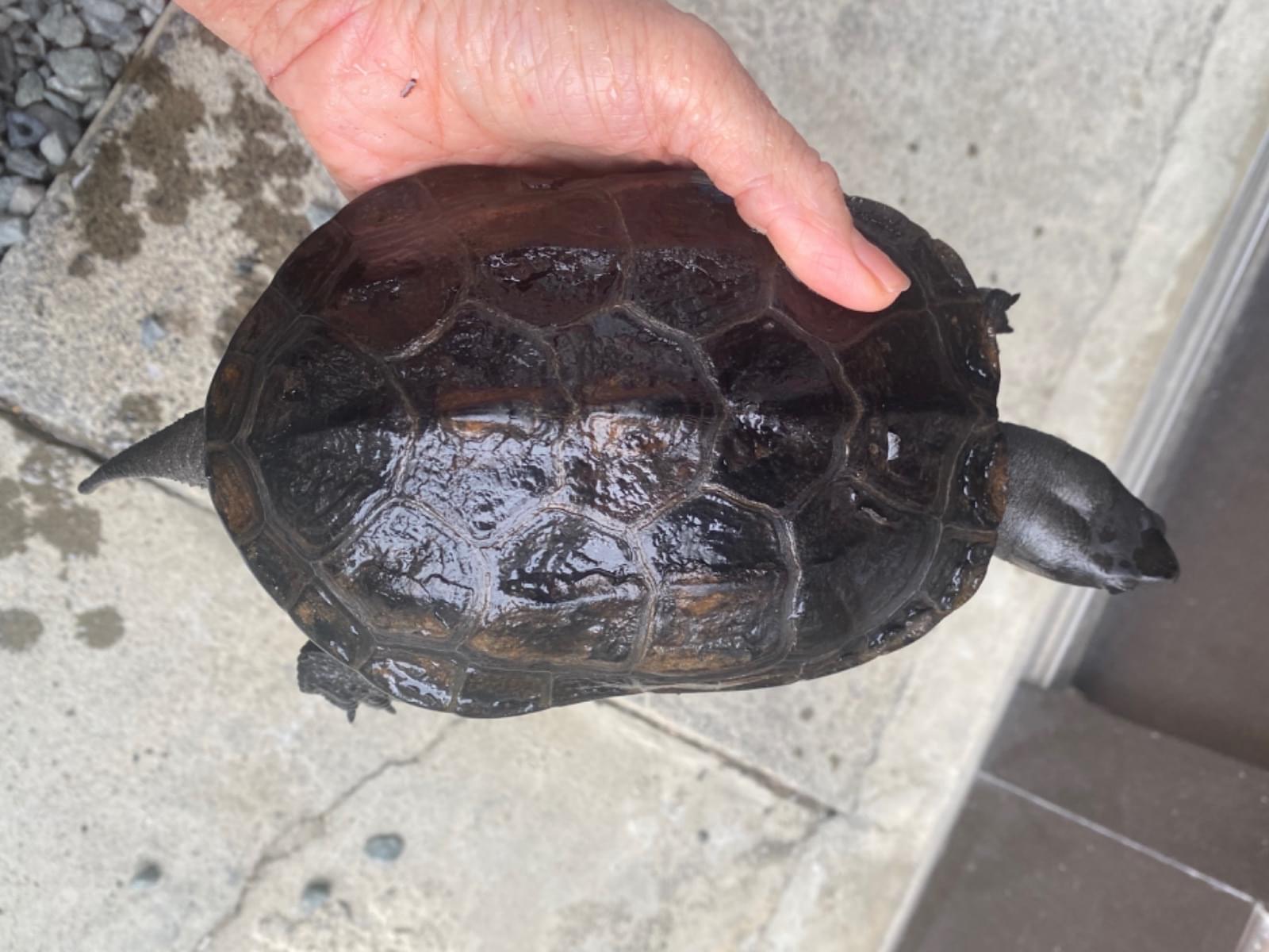 保護されたペット 保護されたペット