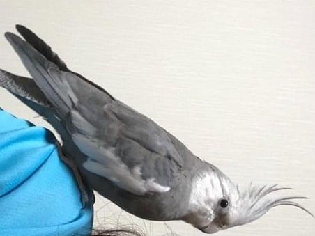 アッシュちゃん アッシュちゃん