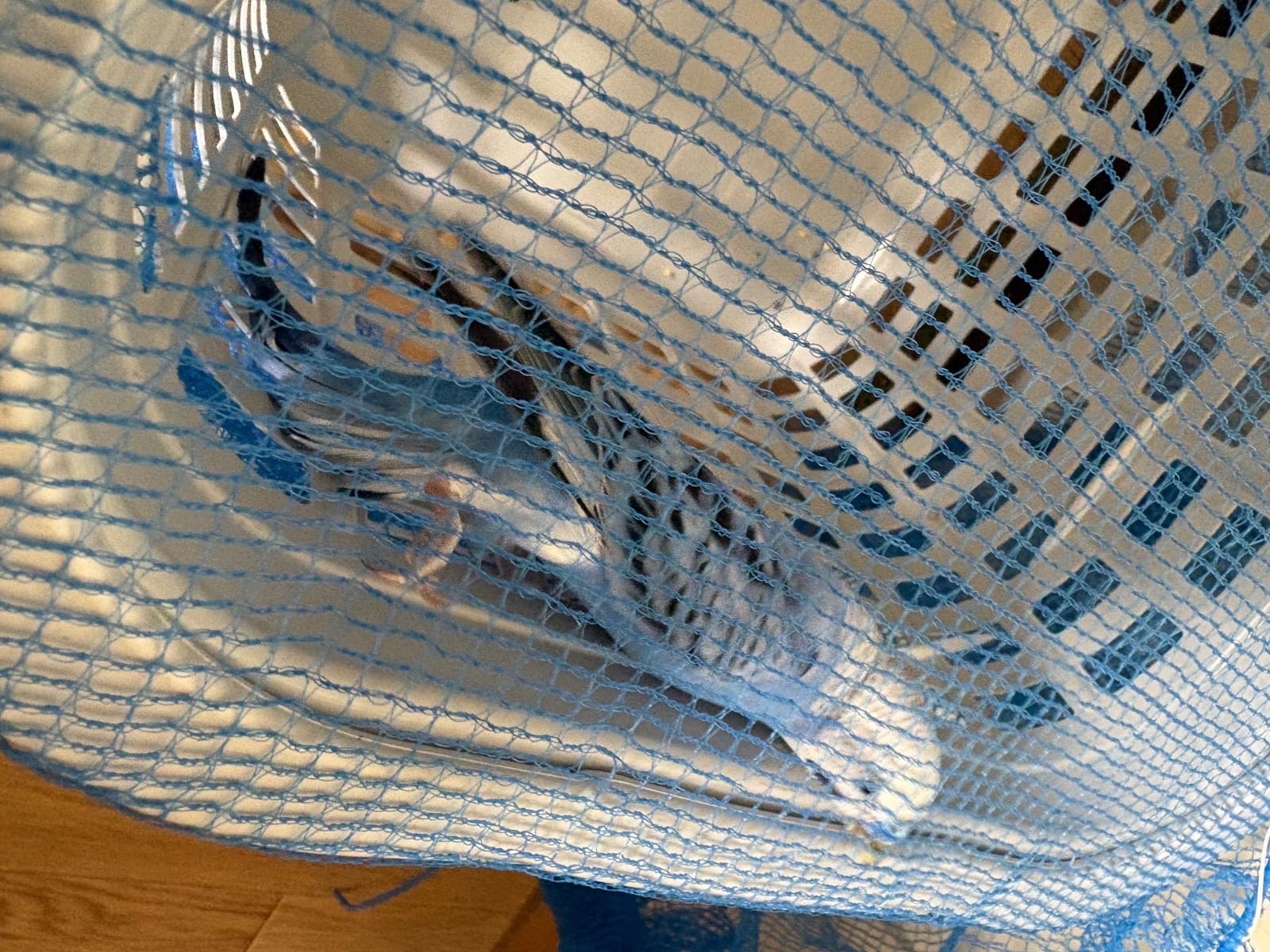 保護された鳥 保護された鳥