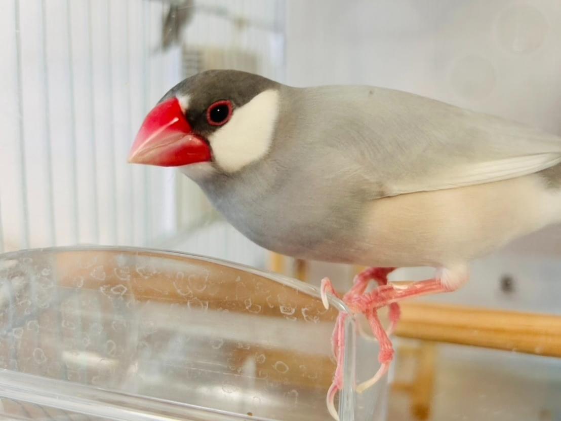 ぎんちゃん ぎんちゃん