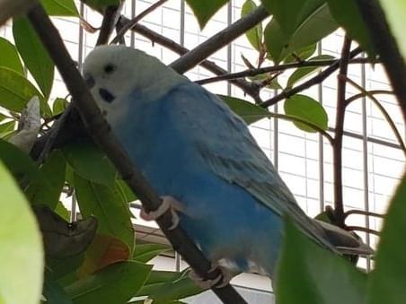 目撃された鳥 目撃された鳥