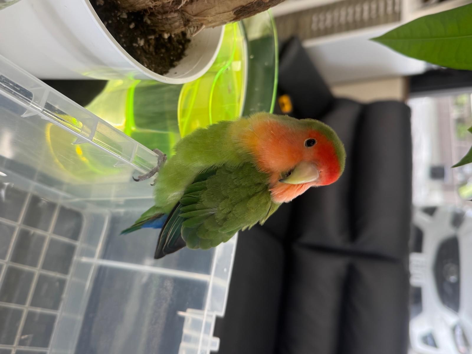保護された鳥 保護された鳥