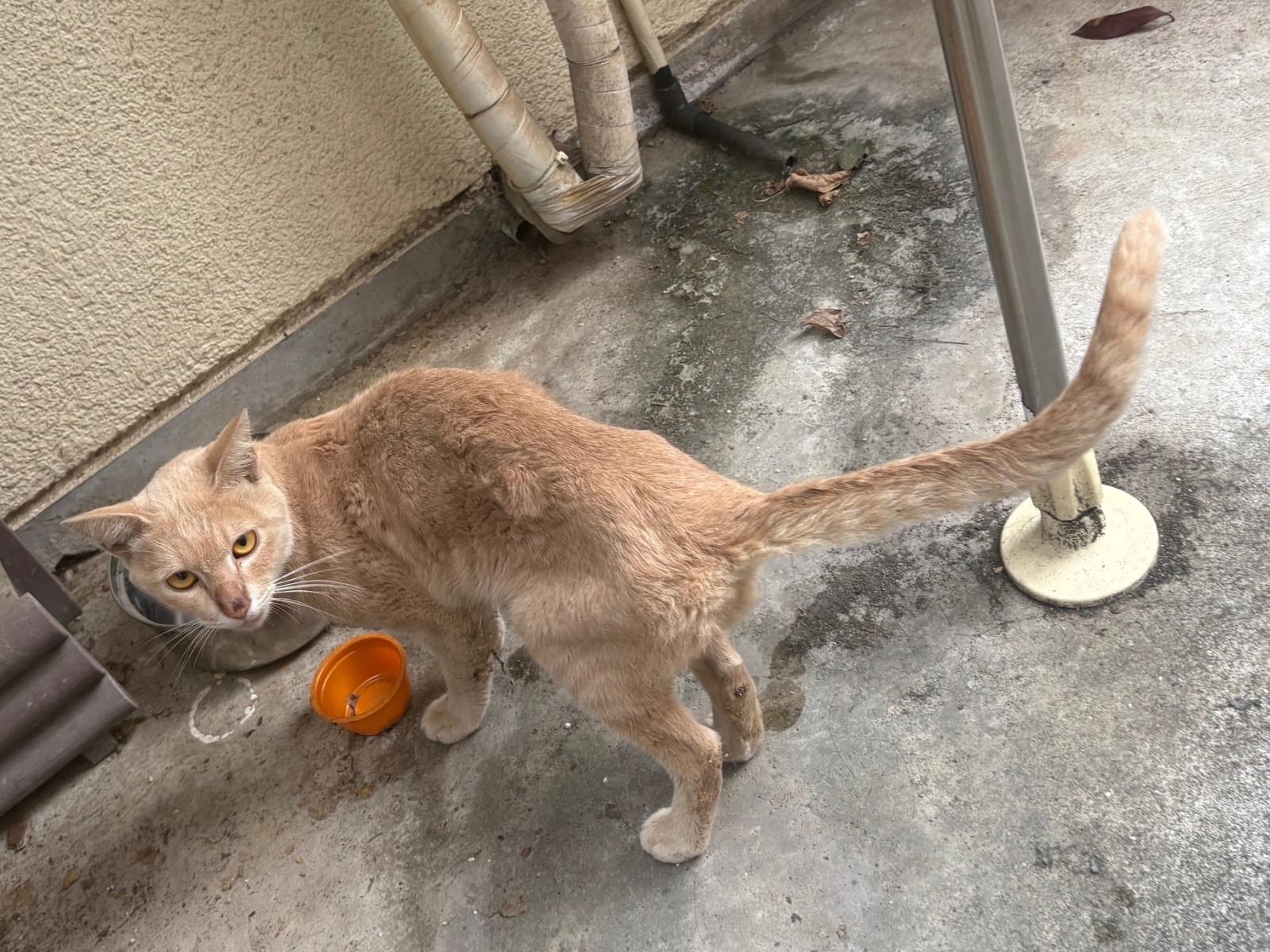 目撃された猫 目撃された猫