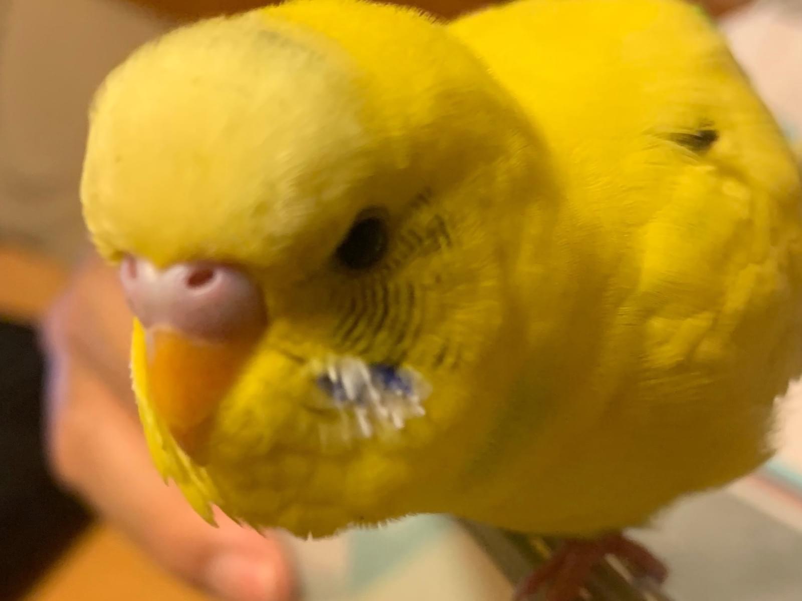 保護された鳥 保護された鳥