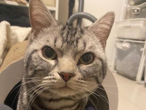 保護された猫 保護された猫