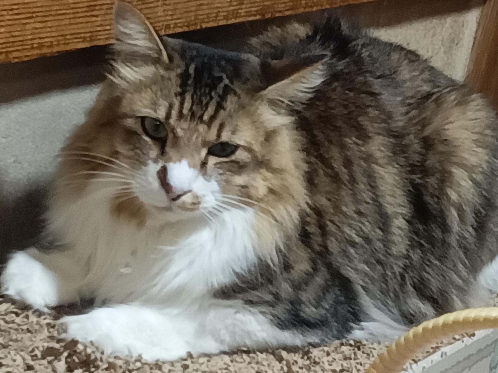 マロンちゃん マロンちゃん