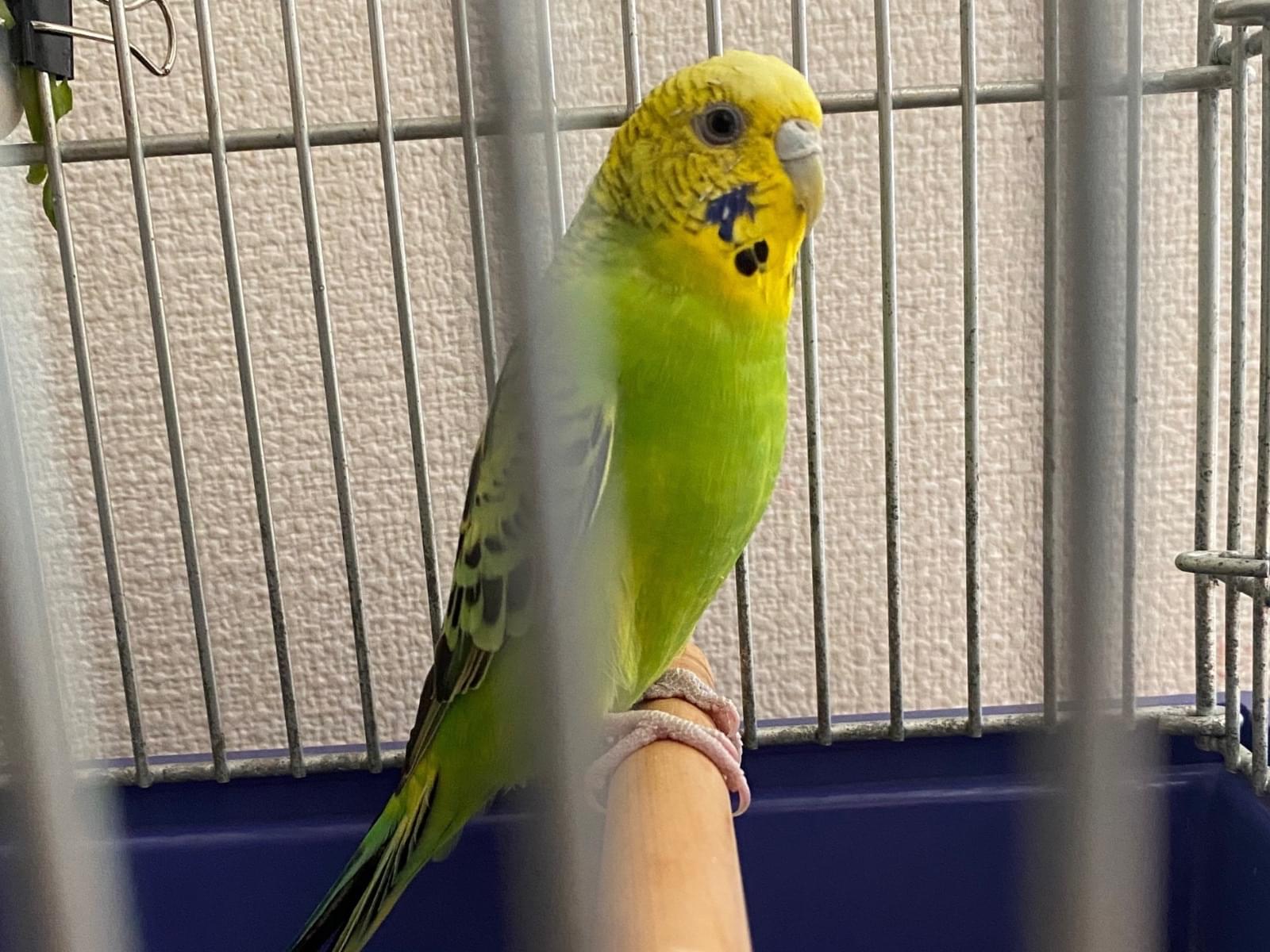 保護された鳥 保護された鳥