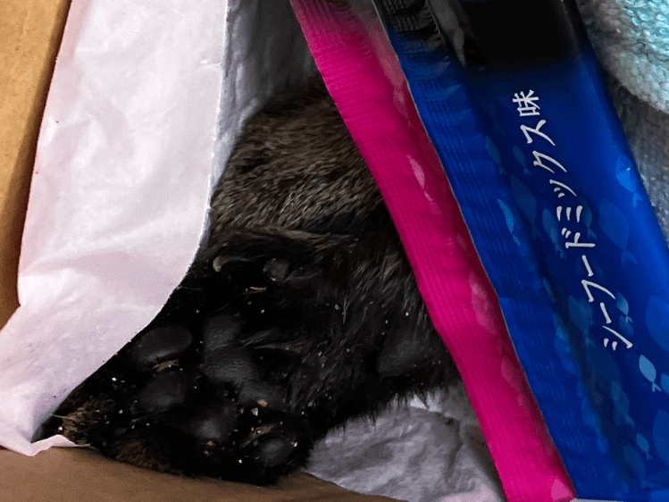 目撃された猫 目撃された猫