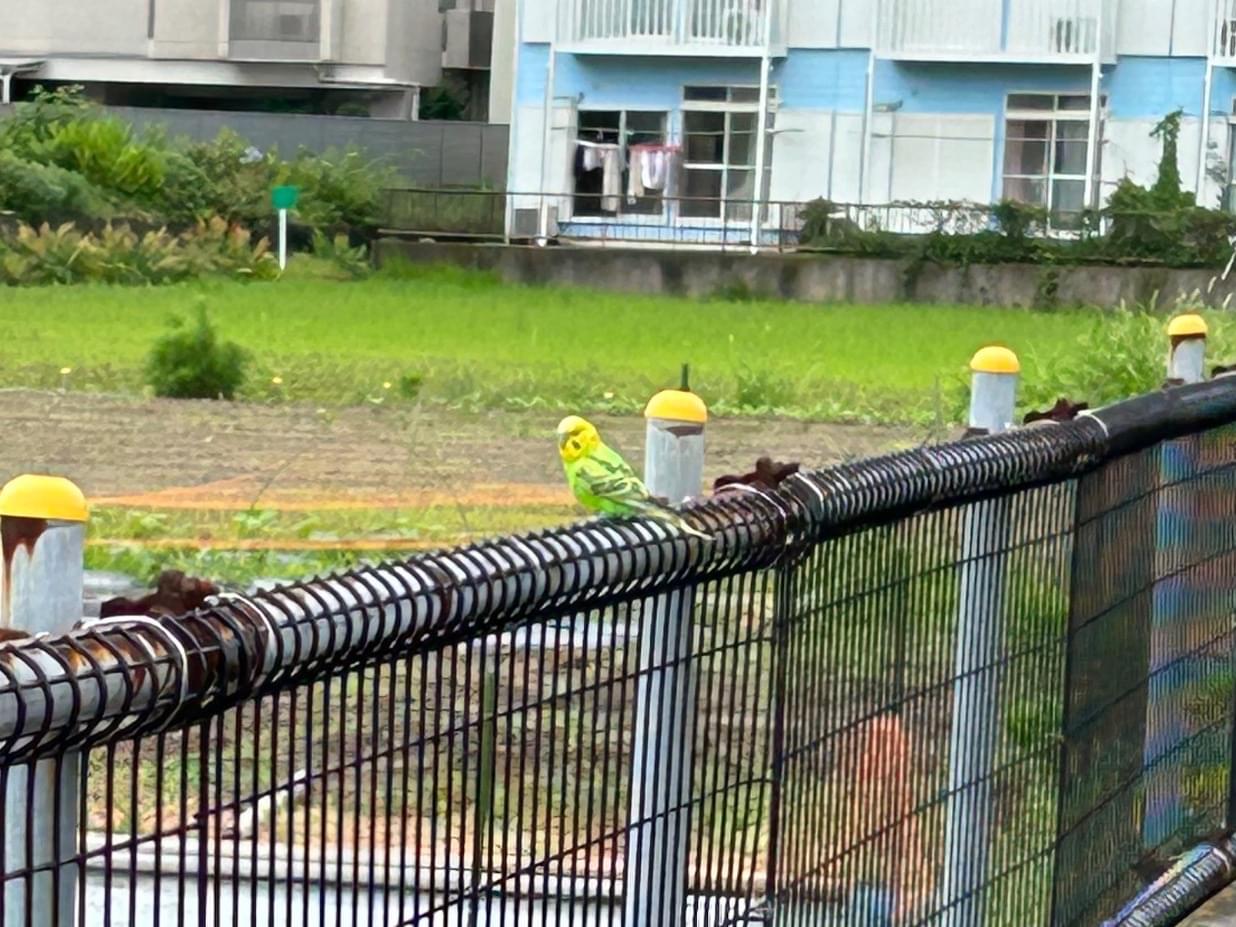 目撃された鳥 目撃された鳥
