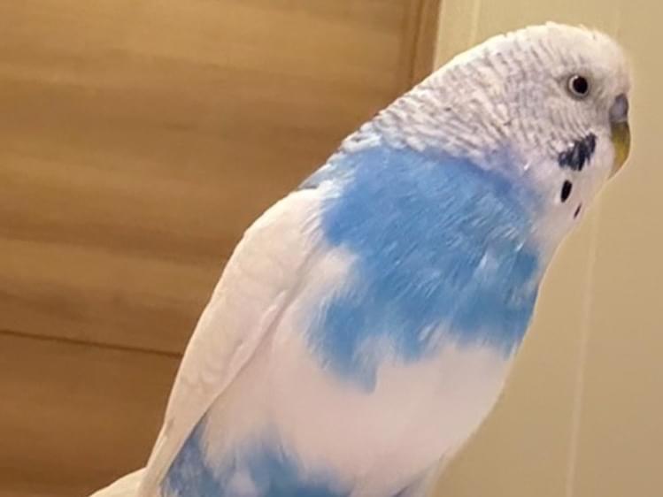 テンちゃん テンちゃん