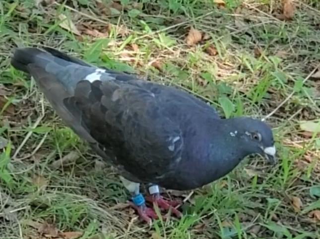 目撃された鳥 目撃された鳥